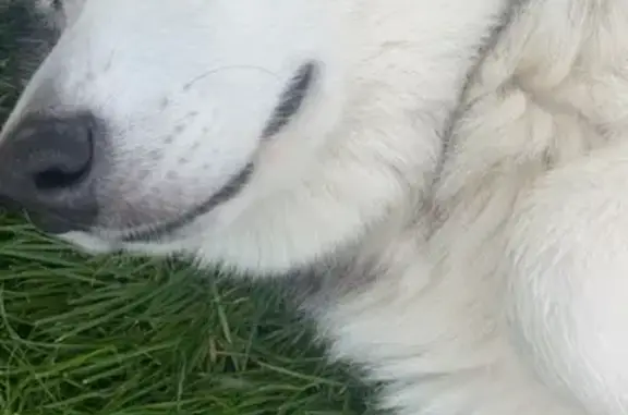 Chienne malamute perdue à Saint-Pourçain - photo