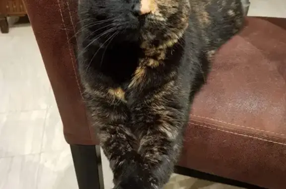 Chat perdu, , photo: Chatte écaille disparue à Sainte-Colombe