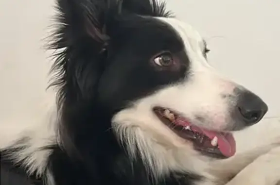 Border Collie Perdido en Tomares - Ayuda