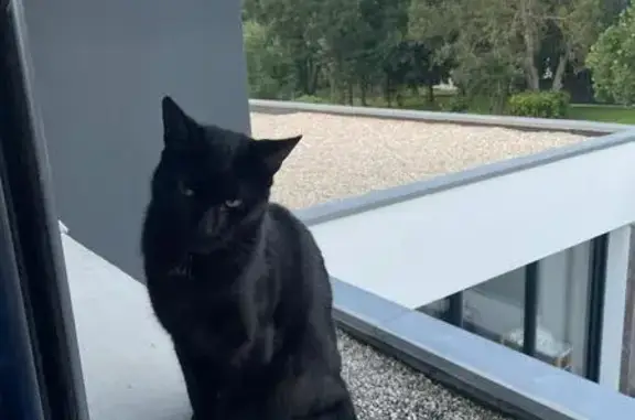 Chat trouvé Bénodet, photo: Chat noir trouvé, maigre, très câlin, Bénodet