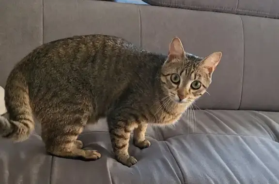 Chat perdu, Souffelweyersheim, photo: Chatte tigrée grise perdue Rue des 7 Arpents
