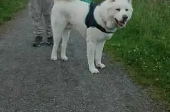 Chien perdu , photo : Akita blanc perdu, collier bleu, La Jaudonnière