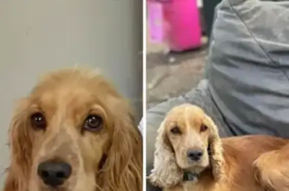 Lost Gold Cocker Spaniel: Willow, 4 Yrs Old