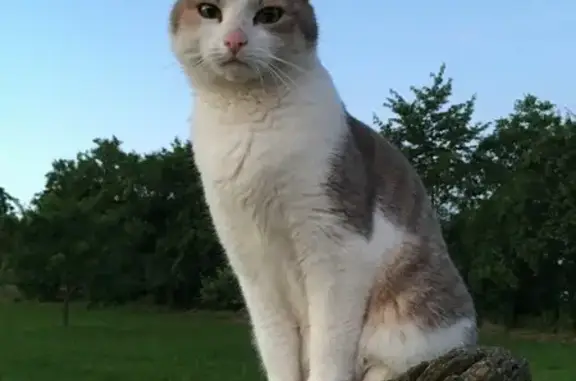 Animaux perdus Geudertheim, photo: Chat tricolore perdu à Geudertheim