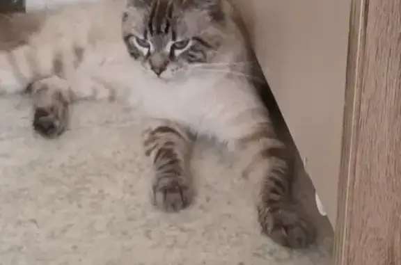 Chat gris clair et blanc cherche foyer, Le Mans - photo