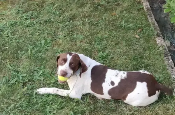 Chienne épagneul trouvée à Saint-Romain-le-Puy - photo