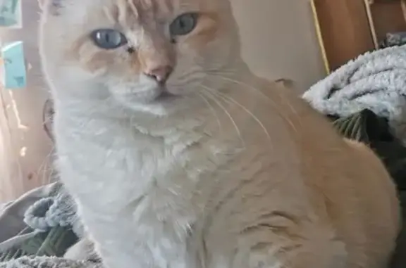 Chatte disparue: Jelly, 8 ans, rue des Pèlerins - photo