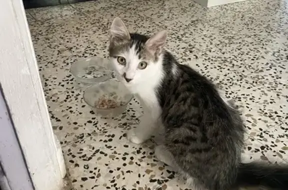 Jeune chat trouvé, Rue des Granges, Mollans - photo