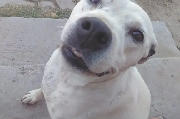 Missing Pit-Dalmatian Mix: Angel in Hanford