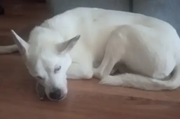 Perro Mayor Perdido: Blanco con Manchas Marrones