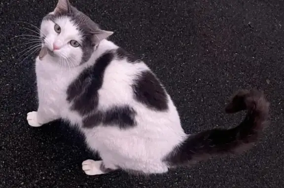 Animaux perdus , photo: Chat noir et blanc perdu à Villeneuve-en-Retz