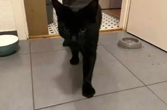 Chat perdu, Châteauneuf-d'Ille-et-Vilaine, photo: Chat noir perdu à Châteauneuf : Blackie