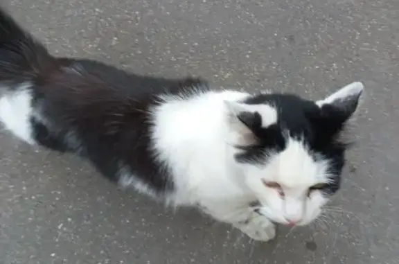 Chat errant trouvé Rue du Téméraire, Nancy - photo