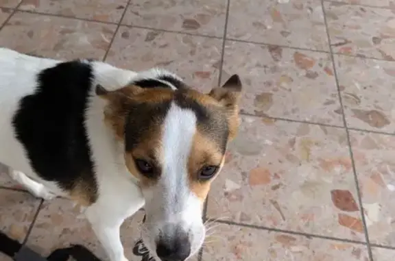 Jack Russell mâle trouvé, collier vert, Lille - photo