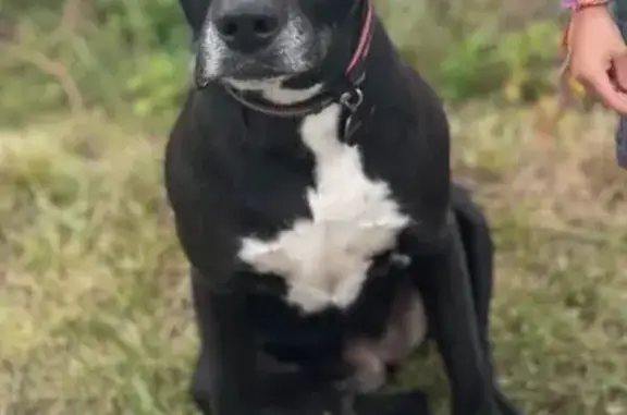 Animaux perdus , photo: Chienne noire et blanche perdue à Sarliac
