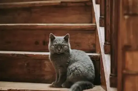 Chatte grise British Shorthair perdue à Villeneuve - photo