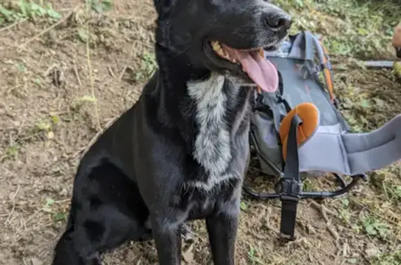 Chien perdu Coutouvre, photo : Disparition: Nuka et Ulane à Coutouvre
