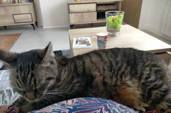 Animaux trouvés Faulquemont, photo: Chatte Cannelle disparue à Faulquemont