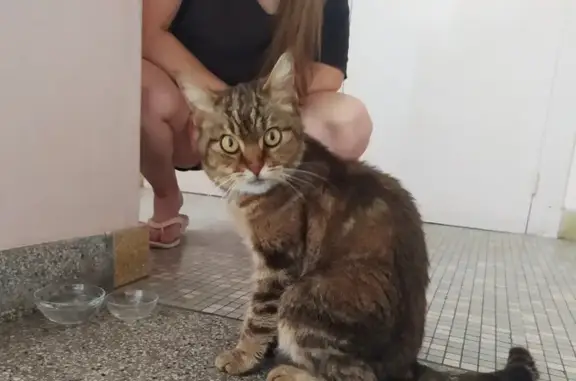 Chat amaigri trouvé Rue Lakanal, Tours - photo