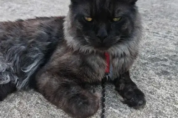 Animaux perdus , photo: Chat Maine Coon perdu à Saint-André-d'Apchon
