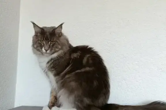Maine Coon gris et blanc disparu au Coteau - photo