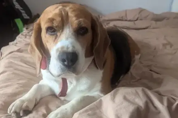 Missing Tricolor Beagle on Pelham Rd