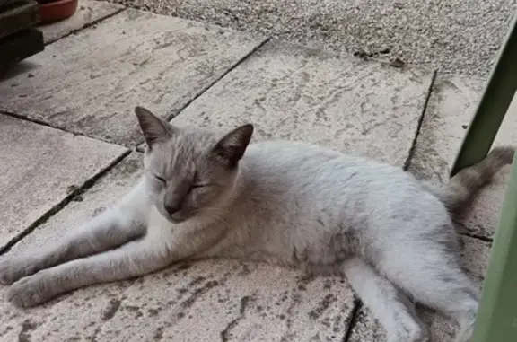 Chat trouvé à Etrez, Rue du Stade - photo