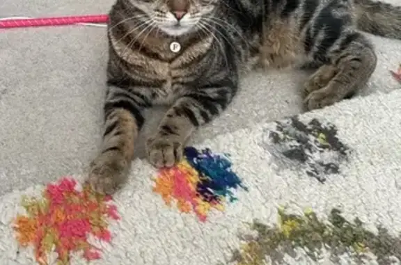 Lost Cat: Help Find Figo in Perivale!