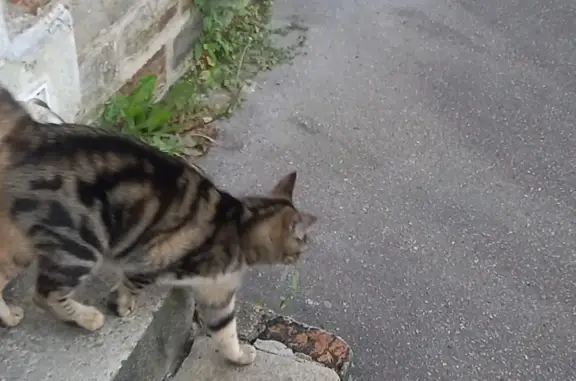 Chat tigré trouvé Rue Julien à Nantes - photo