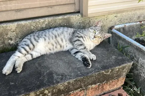 Found: Beautiful Grey Tabby in Glendale Area