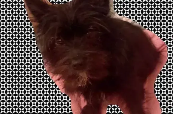 Animaux perdus Niort, photo: Petit chien noir Kyo perdu à Niort
