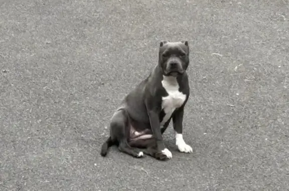 Chien perdu Biscarrosse, photo : Chienne Staffordshire BullTerrier perdue à Biscarrosse