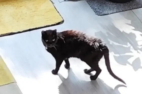 Chat perdu, Dives-sur-Mer, photo: Chatte noire âgée disparue à Dives-sur-Mer