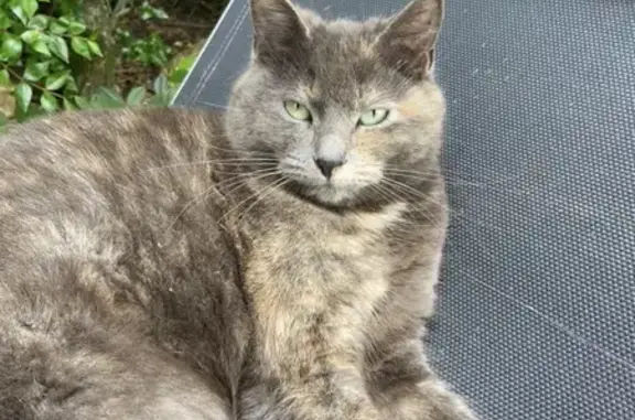 Chat perdu, , photo: Chatte européenne écailles de tortue perdue