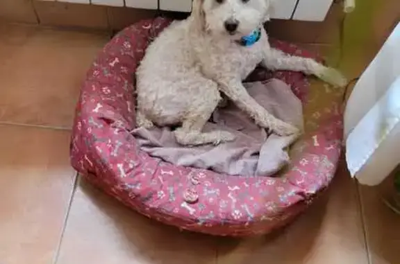 ¡Perro Caniche Blanco Perdido en Lorca!