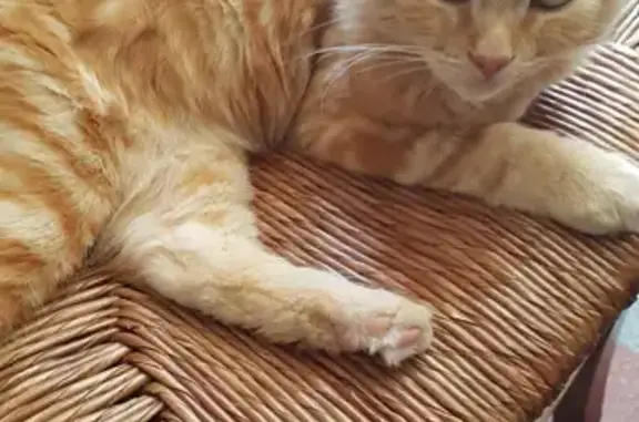 Animaux trouvés , photo: Chatte rousse trouvée, 3-4 mois, très sociable