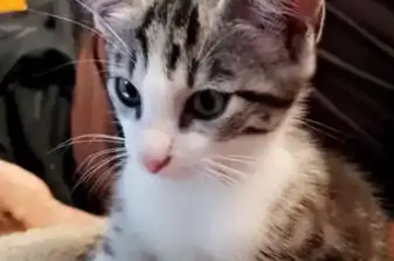 Chat perdu, Clermont-Ferrand, photo: Chaton tigré perdu, collier rose, Rue Sully