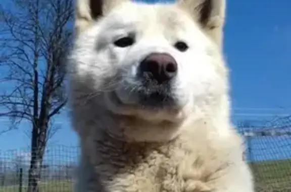 Animaux perdus , photo: Husky blanc disparu à Fleurey, sociable