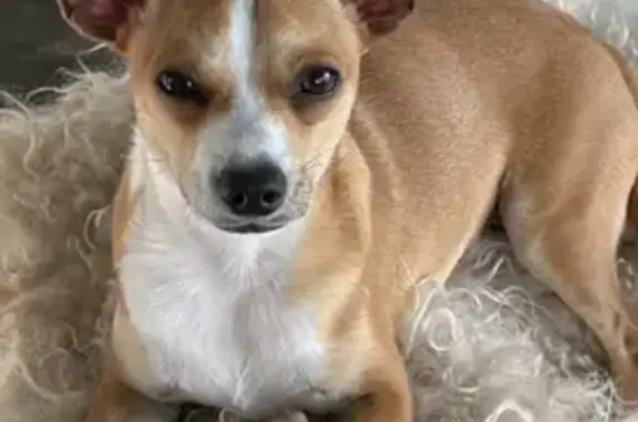 Timid Brown Chi Mix Missing: Wolf in Lakewood