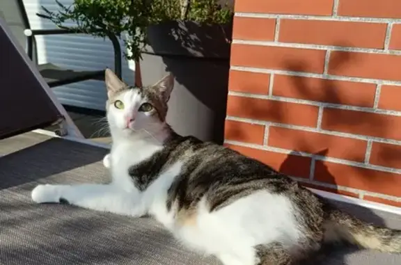 Animaux perdus Yutz, photo: Chat mâle 3 ans gris/blanc perdu à Yutz