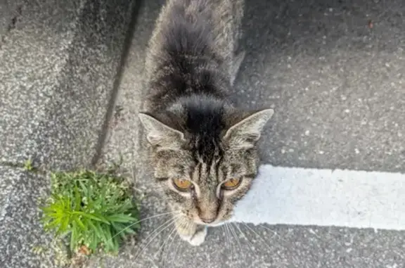 Chatte trouvée, soignée chez vétérinaire Golbey - photo