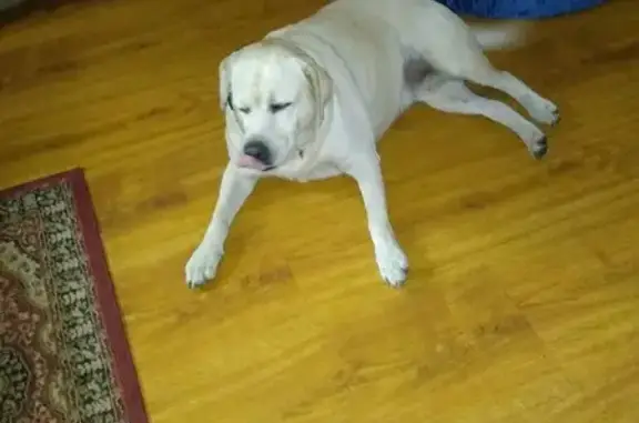 Lost 90 Lb English Yellow Lab in Ocala, FL