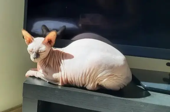 ¡Ayuda! Gata sphynx perdida en Campello