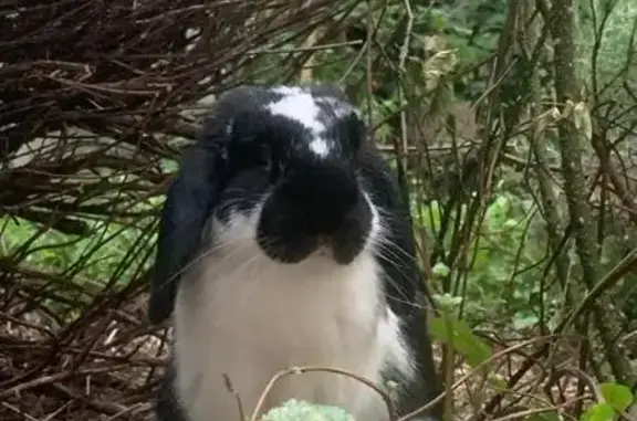 Chien perdu Lyon, photo : Lapin bélier perdu à Grenoble, aide SVP!