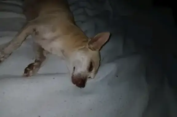 Perro Perdido: Chihuahua Güera, 12 Años