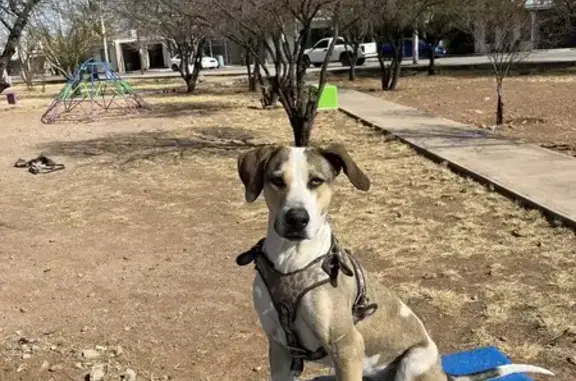 Perro perdido: Mancha y cicatriz en pata, Chihuahua