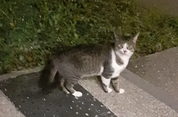 Chat tigré blanc trouvé à Nemours - photo