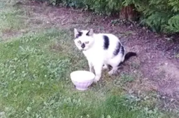 Chat trouvé , photo: Chat européen blanc et noir trouvé Rue Prudhommes