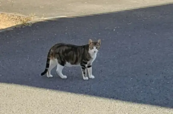 Chat gris-blanc errant Rue des Roses, Semussac - photo
