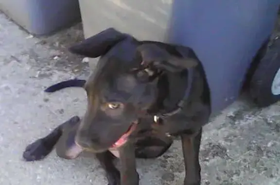 Chiot mâle trouvé à Noailles, non identifié - photo